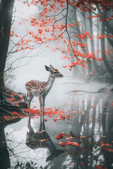 Young deer in a foggy forest standing at the lake, with reflection in water, japanese red maple tree and leaves around, beautiful wild fauna.