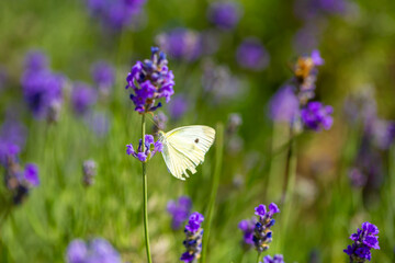 Butterflies on spring lavender flowers under sunlight. Beautiful landscape of nature with a panoramic view. Hi spring. long banner