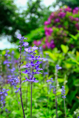 Close-up of the Salvia, purple flowers in the garden with sunlight.  Blue and purple salvia in bloom. Flower and nature background. Flower and plant.