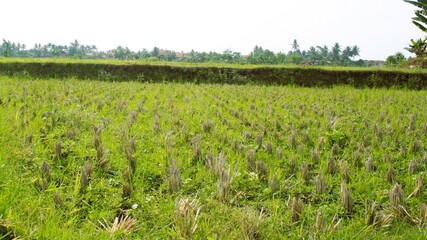 Scenic view of paddy fields