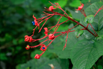 Wild flowers and grass in the rural. Flower and plant.