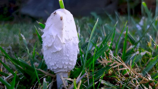 Coprinus mushroom with a bell-shaped conical cap with scales, flakes. Ink cap mushroom