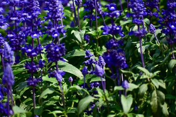 Close-up of the Salvia, purple flowers in the garden with sunlight.  Blue and purple salvia in bloom. Flower and nature background. Flower and plant.