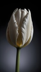 White tulip on a white background
