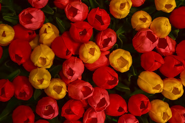 Close-up of the colorful artificial tulips flowers. Colorful artificial tulips background. Flowers...
