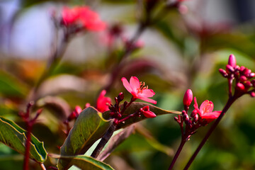 Obraz na płótnie Canvas Close-up of Peregrina, Jatropha integerrima, wild red flowers in the garden. Flower and plant.