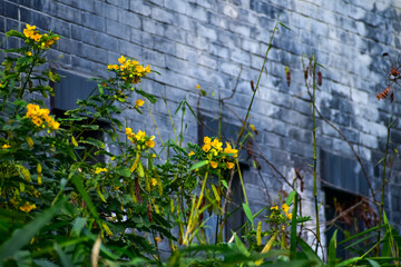 The view of Senna siamea against the brick grey wall in countryside. Yellow wild flowers in rural....