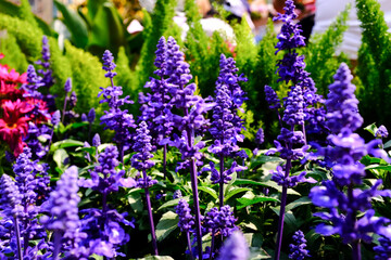 Close-up of the Salvia, purple flowers in the garden with sunlight.  Blue and purple salvia in bloom. Flower and nature background. Flower and plant.