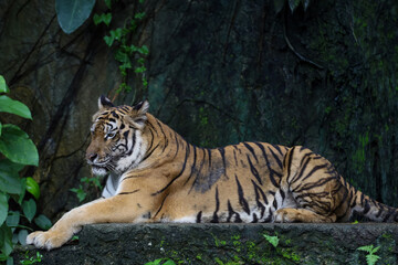 Close up Indochinese tiger is beautiful animal and dangerous in forest