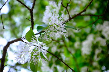 Close-up of Chionanthus retusus (Chinese Fringe Tree) with sunlight. Flower and plant. Nature background.