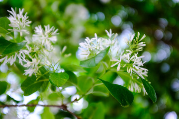 Close-up of Chionanthus retusus (Chinese Fringe Tree) with sunlight. Flower and plant. Nature background.