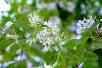 Close-up of Chionanthus retusus (Chinese Fringe Tree) with sunlight. Flower and plant. Nature background.
