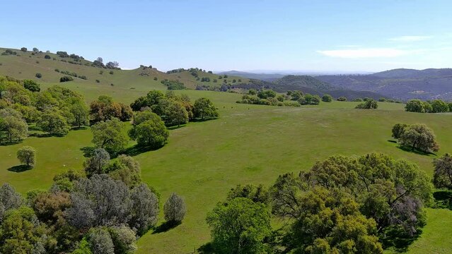 An Aerial view of the Sierra Nevada foothills in the Spring with lush green grass and trees against the rolling hills.