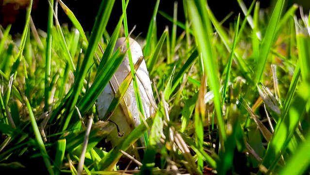 The coprinus mushroom grows in a green meadow. Coprinus mushroom, also known as inky cap or ink cap.