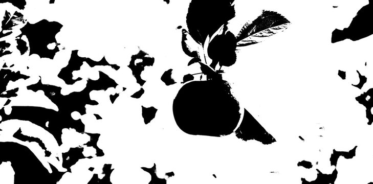 Apple on an apple tree, abstract and artistic in black and white