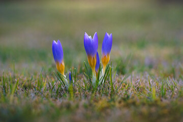 Blue-yellow crocuses sprout from the green meadow as the first signs of spring. Finally spring