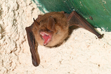 bat in a corner of a wall showing its teeth