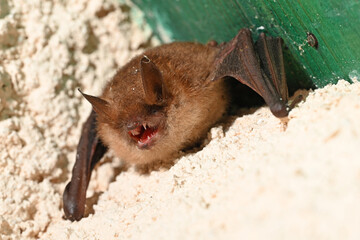 bat in a corner of a wall showing its teeth