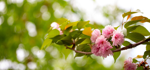 Sakura. Cherry blossom, branches with flowers sway in the wind. Pink flowers of the sakura tree. Spring landscape with flowering trees. Beautiful nature on a sunny day.