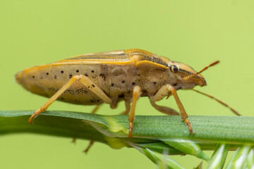 Fototapeta premium Owad, chrząszcz