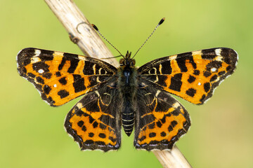 Motyl