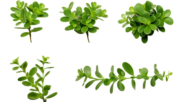 Purslane Botanical Collection: Organic Edible Plant Leaves for Healthy Vegan Cuisine - Green Nature Illustrations Isolated on Transparent Backgrounds