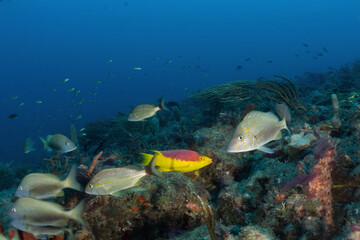 Fototapeta na wymiar Scuba Diving West Palm Beach and Jupiter Florida. Underwater pictures. 