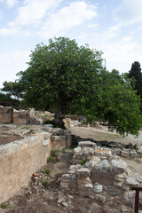Fototapeta na wymiar Olive tree on ancient ruins in knossos