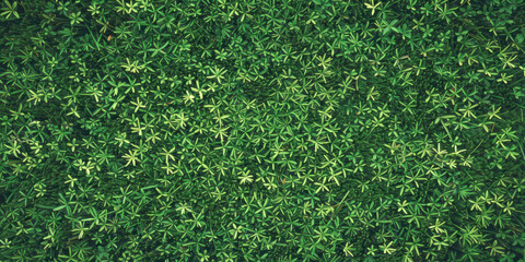 Green grass texture
