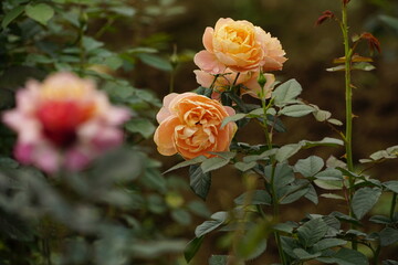 Close-up of roses blooming in the garden