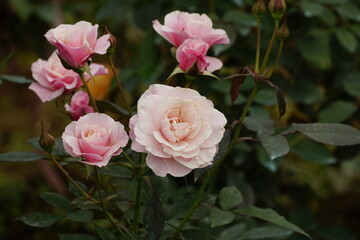 Close-up of roses blooming in the garden