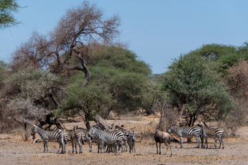 Tarangire, Tanzania, October 23, 2023. Group of zebras seeking shade