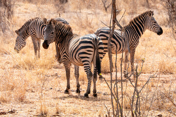 Fototapeta na wymiar Tarangire, Tanzania, October 24, 2023. Three zebras in the savannah