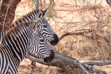 Tarangire, Tanzania, October 24, 2023. Two zebra heads in the shade of a tree