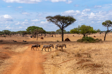 Tarangire, Tanzania, October 24, 2023. Two zebras and a wildebeest crossing the road in the Savanna