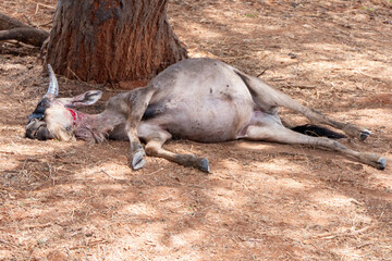 Tarangire, Tanzania, October 24, 2023. Wildebeest killed by lionesses at the foot of a tree