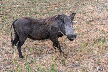 Tarangire, Tanzania, October 24, 2023. Warthog in the savannah.