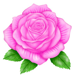 pink rose isolated