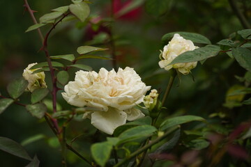 Close-up of roses blooming in the garden