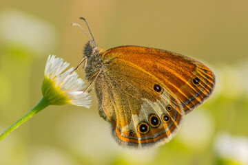 Motyl © patrycjaskupinska