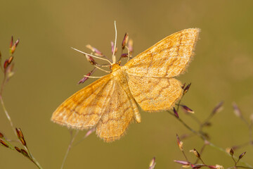 Motyl © patrycjaskupinska