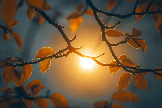 view Sunlit tree branches in autumn silhouette, creating a tranquil image