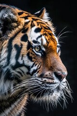 Fototapeta premium portrait of a beautiful tiger with black background