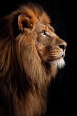 Fototapeta premium Profile view of a majestic lion with a full mane against a black background, highlighting its regal features