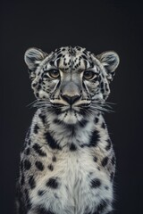 close up portrait of a beautiful leopard, dark background