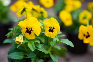 Closeup of colorful yellow garden pansy ,Viola x wittrockiana