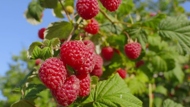 Panorama of a ripe juicy raspberries on the branch on the background of a blue sky. High quality 4k footage
