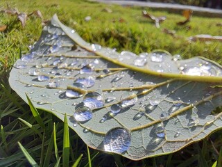 Water drops on a leaf