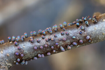 Lamproderma zonatum, a nivicolous slime mold from Finland, no common English name