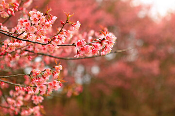 Close up wild himalayan cherry blossom blooming 